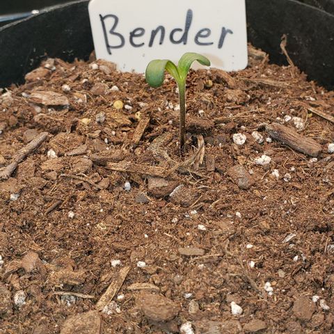 Bender growlog timeline photo