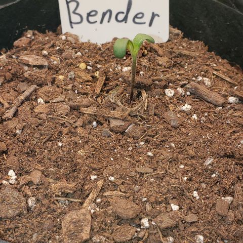 Bender growlog timeline photo