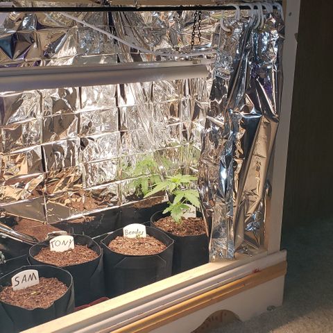 Bender growlog timeline photo