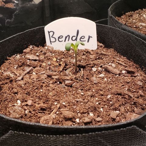 Bender growlog timeline photo
