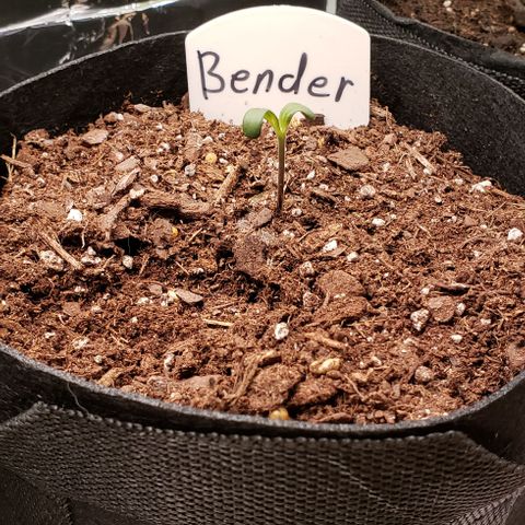 Bender growlog timeline photo
