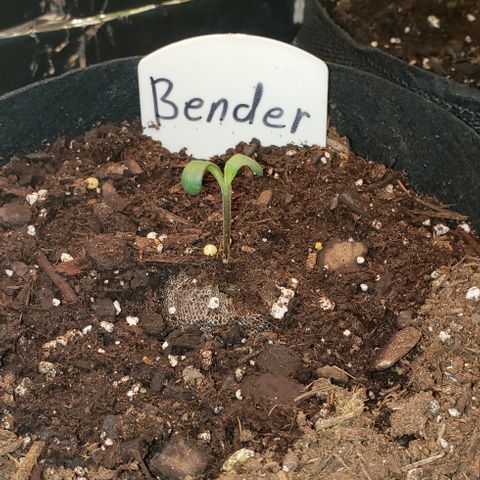 Bender growlog timeline photo