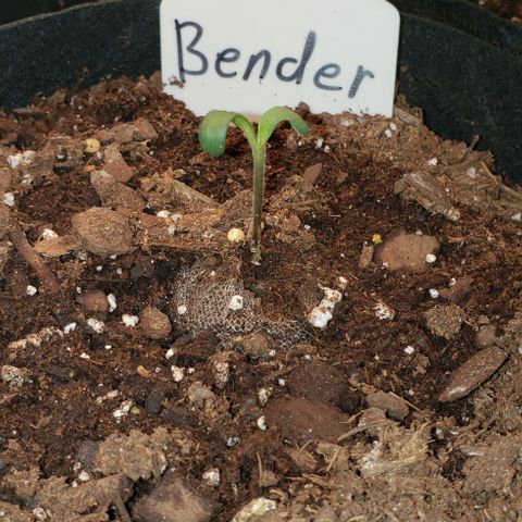 Bender growlog timeline photo