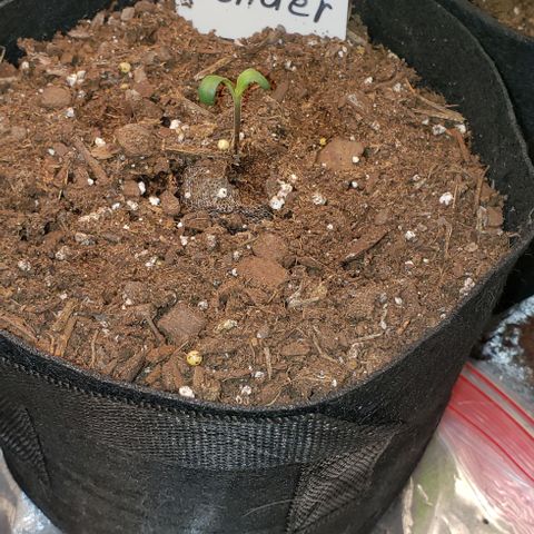 Bender growlog timeline photo