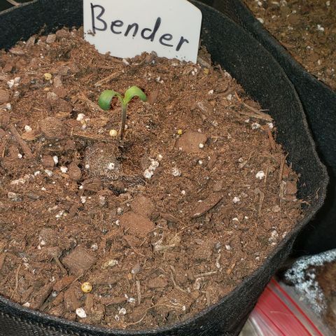 Bender growlog timeline photo