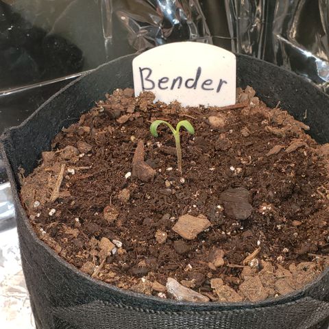Bender growlog timeline photo