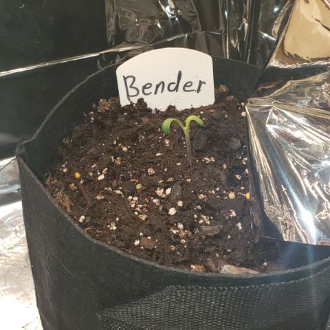 Bender growlog timeline photo
