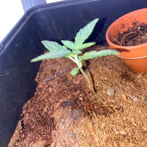 White Widow  growlog timeline photo