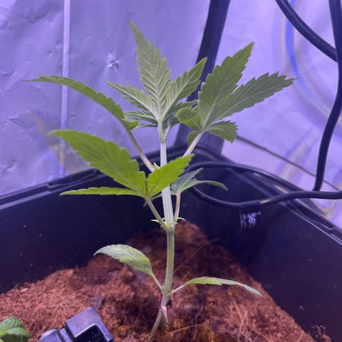 White Widow  growlog timeline photo