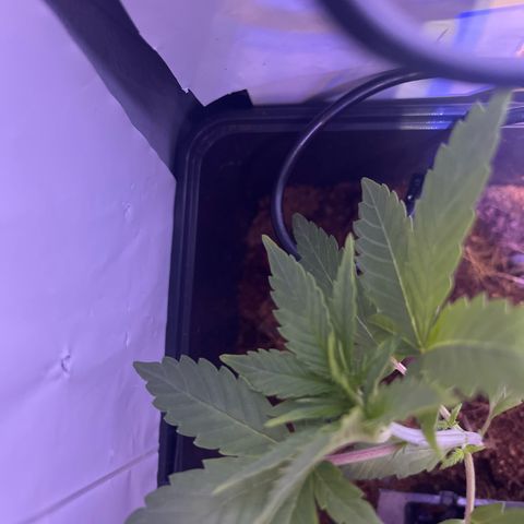 White Widow  growlog timeline photo
