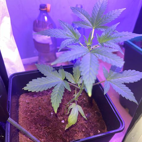 White Widow  growlog photo: Geschnitten