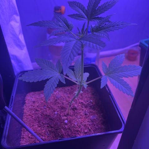 White Widow  growlog photo: Geschnitten