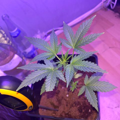 White Widow  growlog timeline photo