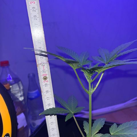 White Widow  growlog timeline photo