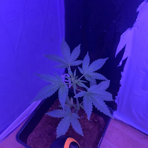 White Widow  growlog timeline photo