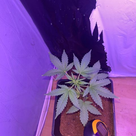 White Widow  growlog timeline photo