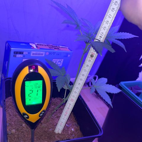 White Widow  growlog timeline photo