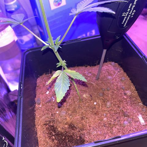 White Widow  growlog timeline photo