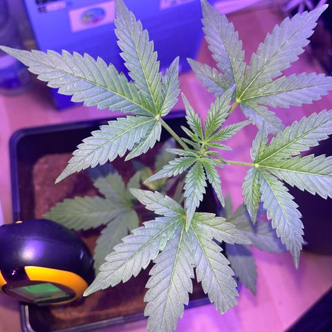 White Widow  growlog timeline photo