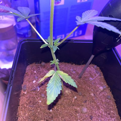 White Widow  growlog timeline photo