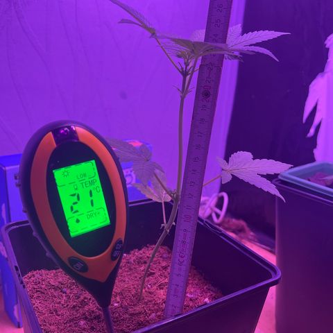 White Widow  growlog timeline photo