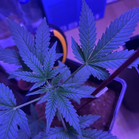 White Widow  growlog timeline photo