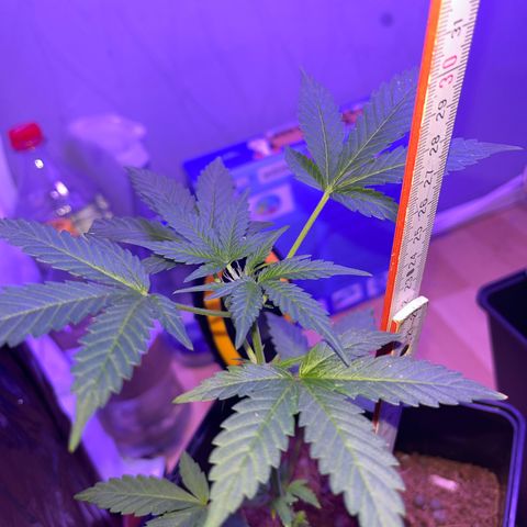 White Widow  growlog timeline photo