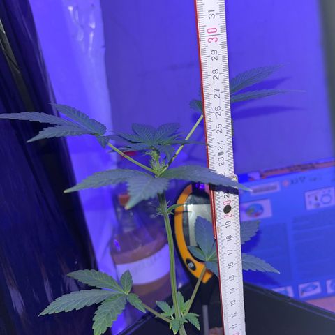 White Widow  growlog timeline photo
