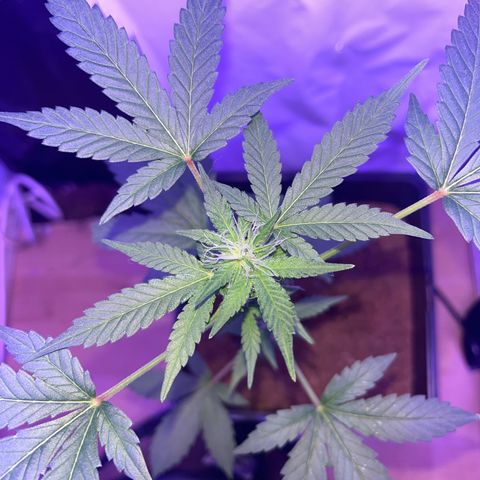 White Widow  growlog timeline photo