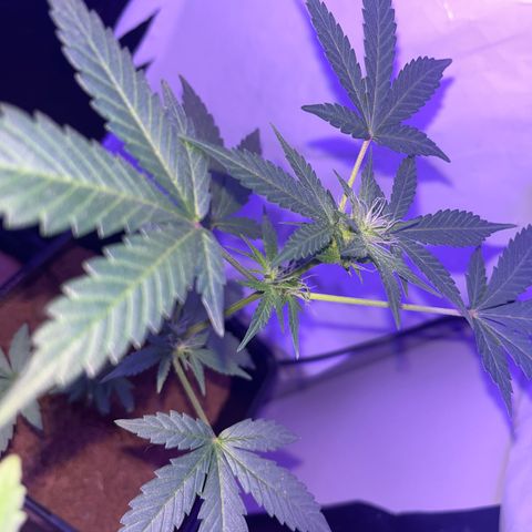 White Widow  growlog timeline photo