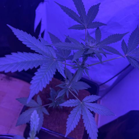 White Widow  growlog timeline photo