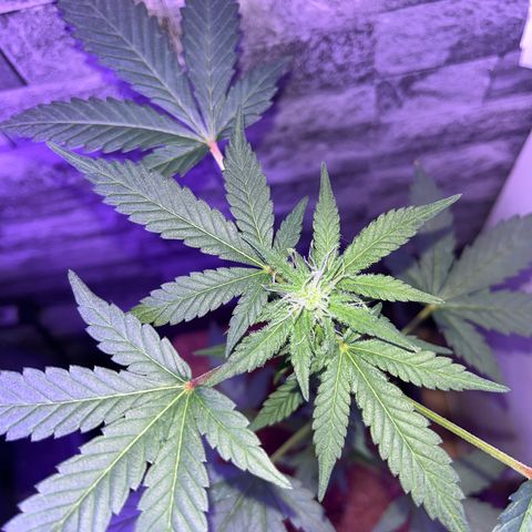 White Widow  growlog timeline photo