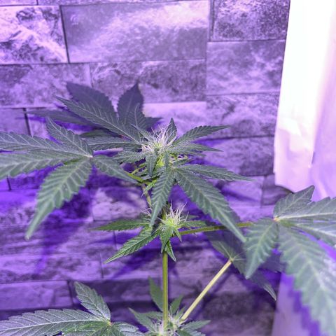White Widow  growlog timeline photo