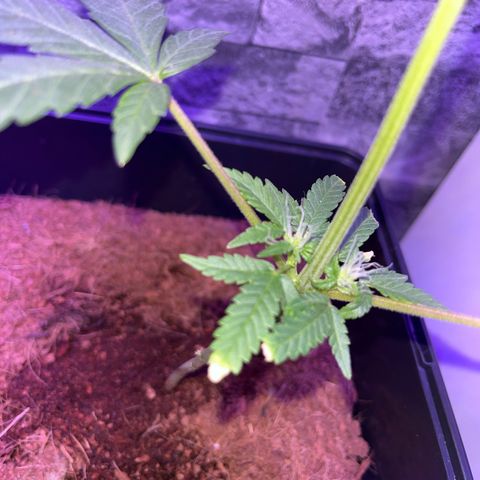 White Widow  growlog timeline photo
