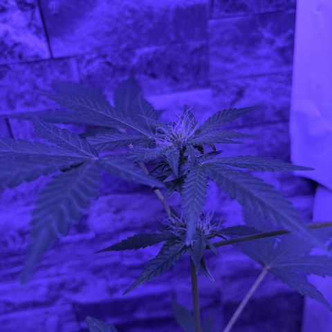 White Widow  growlog timeline photo
