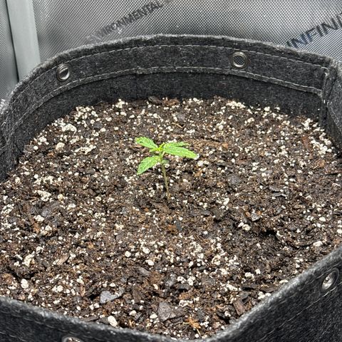 Back Left growlog timeline photo