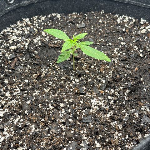 Back Left growlog timeline photo