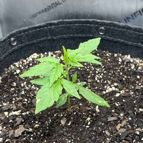 Back Left growlog timeline photo