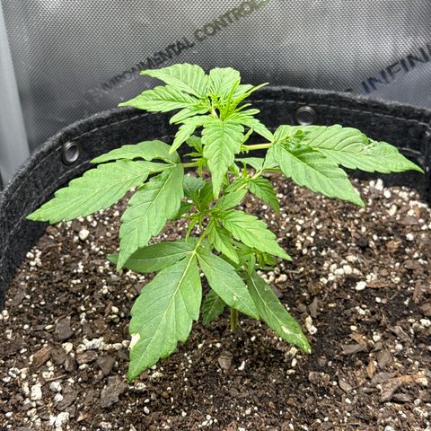 Back Left growlog timeline photo