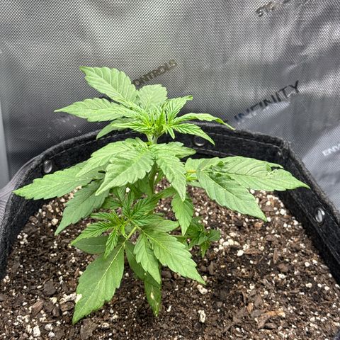 Back Left growlog timeline photo