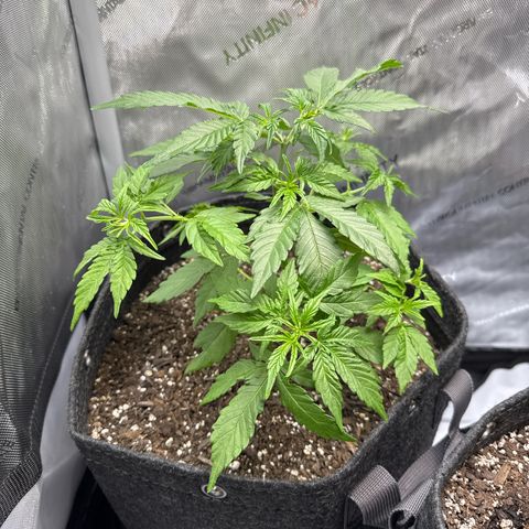 Back Left growlog timeline photo