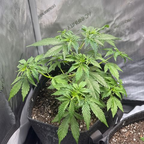Back Left growlog timeline photo