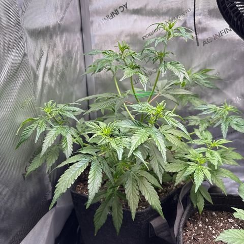 Back Left growlog timeline photo