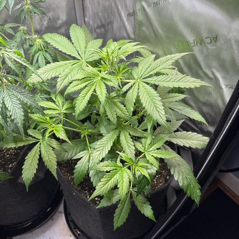 Front Right growlog timeline photo