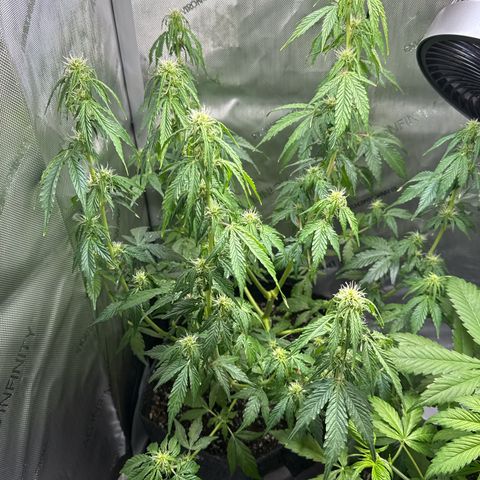 Back Left growlog timeline photo
