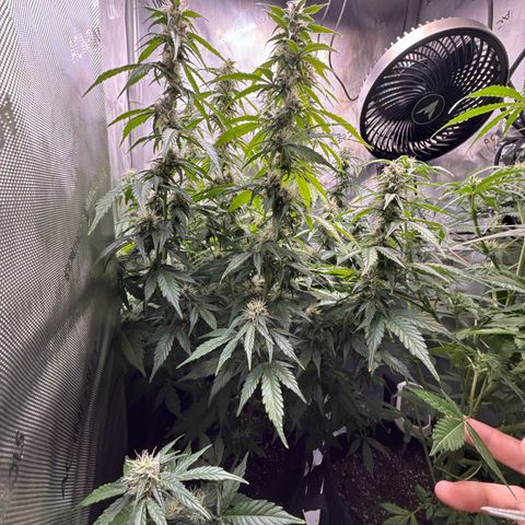 Back Left growlog timeline photo