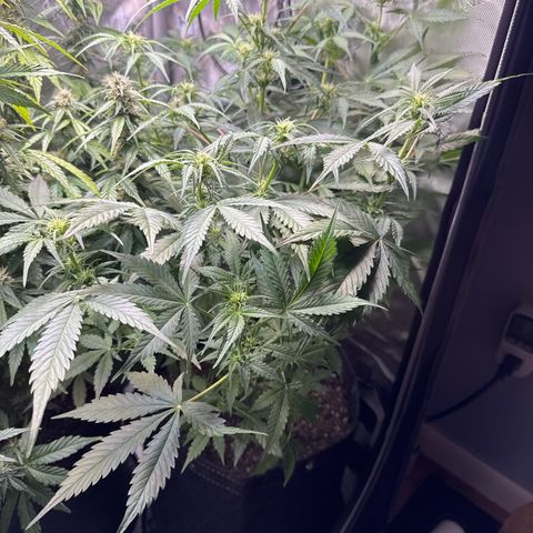 Front Right growlog timeline photo