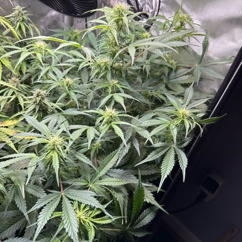 Front Right growlog timeline photo