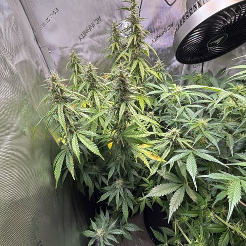 Back Left growlog timeline photo
