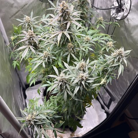 Front Right growlog timeline photo
